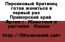 Персиковый британец готов жениться в первый раз ... - Приморский край, Артем г. Животные и растения » Кошки   